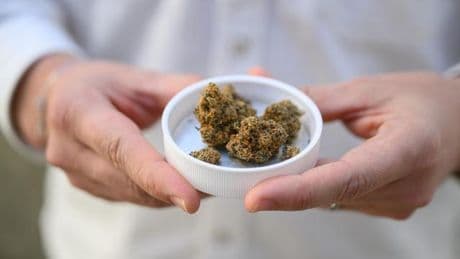Medizinalcannabis: Warken plant strengere Regeln für Abgabe von medizinischem Cannabis