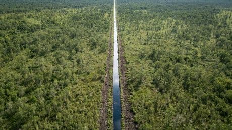 Indonésie : les tourbières de Sumatra menacées par les plantations de palmiers à huile