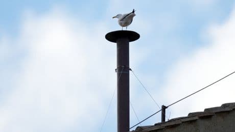 A sea gull took center stage at the last conclave.