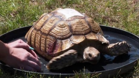 Encuentran con vida a la tortuga desaparecida tras un tornado en Mississippi