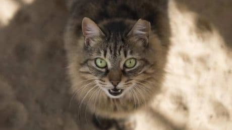 China presenta la primera patente de una IA capaz de traducir en palabras los sonidos de las mascotas