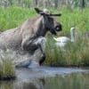 Ausreißerin: „Wilde Olga“ - Ausgebüxte Elchkuh in Brandenburg gesichtet