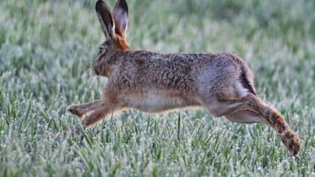 Hasenpest: Niedersachsen meldet verstärktes Aufkommen