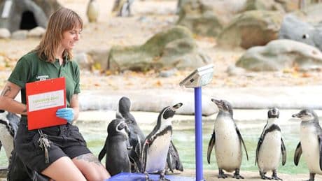 Londoner Zoo wiegt Schildkröten, Pinguine, Lemuren und Co.