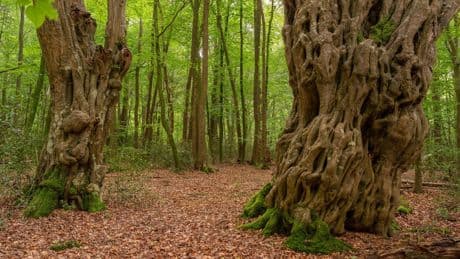 Spätsommer in Niedersachsen: Urwald Hasbruch verzaubert beim Spaziergang
