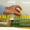 Warming seas threaten key phytoplankton species that fuels the food web, study finds