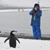 L'Antarctique à son tour victime du surtourisme