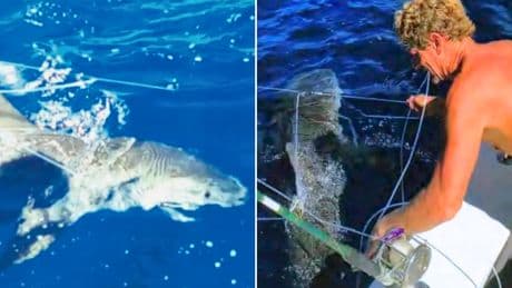 Two divers convicted for freeing 19 sharks off the coast of Florida pardoned by Trump