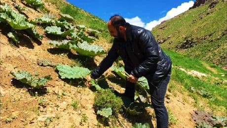 Adına muz deniyor ama asla benzemiyor! Doğada kendiliğinden yetişiyor, tezgahta yok satıyor! Demeti 300 TL