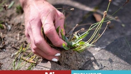 Garden expert's warning to anyone using 'traditional' way of removing weeds