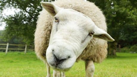 Children chase sheep off cliff at beauty spot