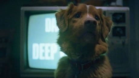 Tráiler de 'Good Boy', el filme de terror con un perro protagonista (y que se podrá ver en Sitges)