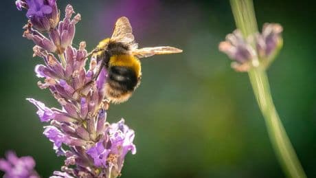 Three people fighting for their lives and 21 others injured after horror bee attack