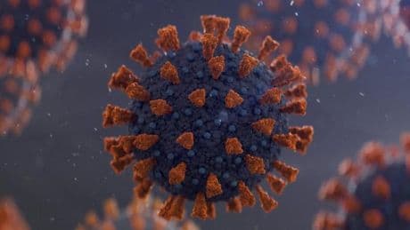 Wildtierhändler verschleppten das Virus vermutlich über Tausende Kilometer