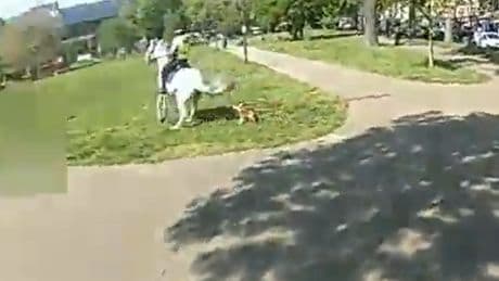 Video shows police horses being attacked by dog in park