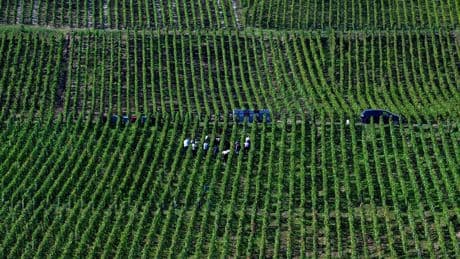 La consommation mondiale de vin recule en 2024, au plus bas depuis 1961
