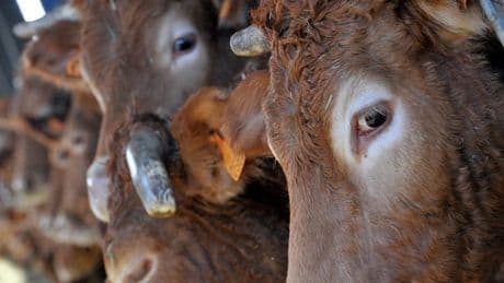 "Aucun risque pour la santé humaine": la maladie bovine de la "dermatose nodulaire contagieuse" a été identifiée pour la première fois en France