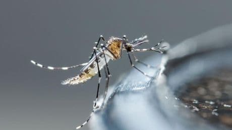El virus que dispara las alarmas en todo el mundo: qué es, síntomas y cómo se contagia