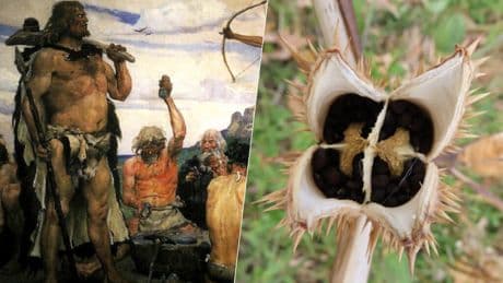3.000 años colocándonos: ya sabemos qué sustancia consumían los europeos prehistóricos para sus ritos chamánicos