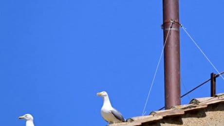 The Real Stars of the Papal Conclave: Seagulls