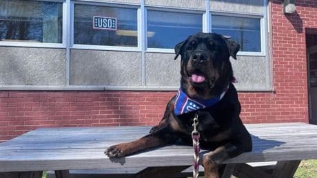 Meet Leader, The Therapy Dog Named USO’s Canine Volunteer Of The Year