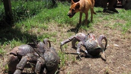La evolución no para de transformar a animales en cangrejos en varios continentes, y la ciencia ha revelado la causa