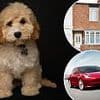 Interested in adding a middle class Cockapoo to your family - This how much it will REALLY cost: JANE FRYER