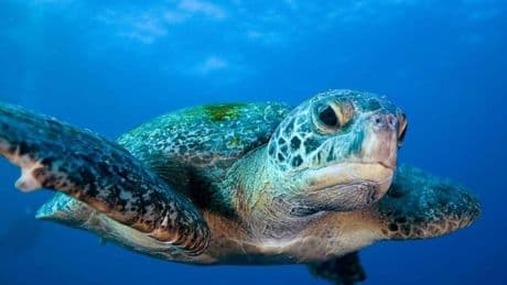 Conservation Without Law Enforcement Is Pure Idealism
