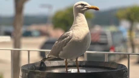 La gaviota y el idiota de la reseña