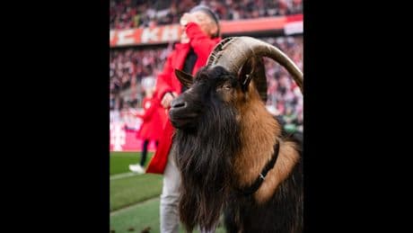 Köln-Fans aufgepasst - Geißbock-Mythos aufgeklärt