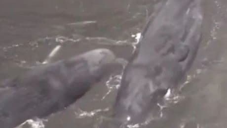 Whales wash up on Japan's shores after 8.7 magnitude earthquake triggers tsunami