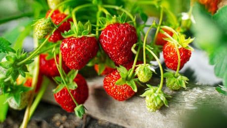 Erdbeeren anpflanzen - So wächst die leckere Beere auch auf Ihrem Balkon