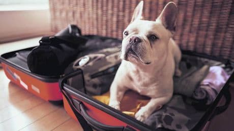 Gadget, coccole e trasportini. Quest'anno più che mai saranno vacanze bestiali