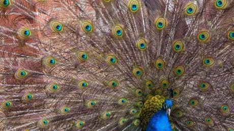 Am Kreuz Lotte/Osnabrück: Pfau läuft auf Autobahn und blockiert Verkehr