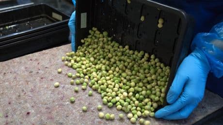 Pea shortage looms after earliest harvest in 14 years