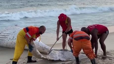 Brasilien: Toter Buckelwal am Strand von Rio angespült
