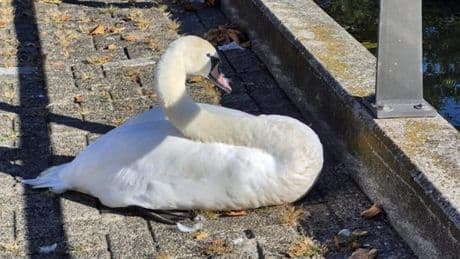 Zwaan mishandeld door groep jongeren: ’Geschopt, geslagen en aangereden’