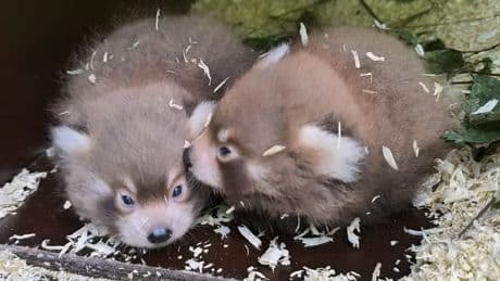 "Un petit miracle": deux adorables pandas roux sont nés dans un parc animalier du Luxembourg