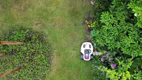Halle (Saale): Nächtliches Fahrverbot für Mähroboter - Gefahr für Igel