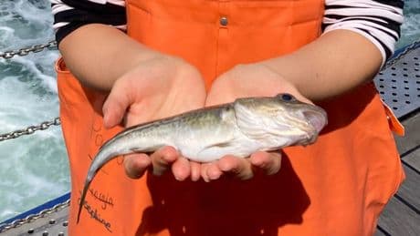 Ostsee: Dramatische Entdeckung – Fische haben verändertes Erbgut