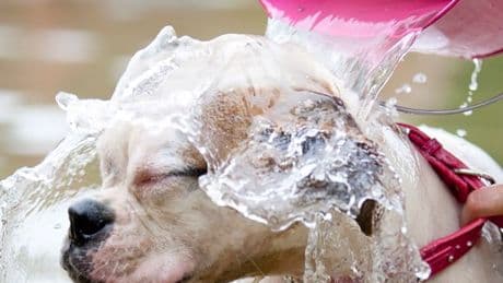 Vets TikTok warning to dog owners over viral challenge that can cause 'serious harm'