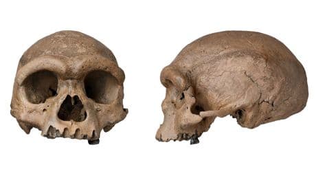 Ongrijpbare mensensoort krijgt eindelijk een (extreem breed) gezicht