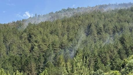 Çankırı'daki yangında 40 hektar orman zarar gördü