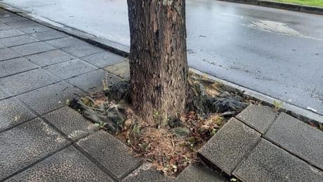 «Me rompí la mano al tropezar con el pavimento levantado por las raíces»