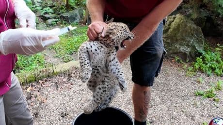 Im Münster Allwetterzoo - Leopardenbaby hat keine Lust auf den Arztbesuch