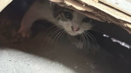 Prefabrik ofisin altında sıkışan kedi yavrusu kurtarıldı