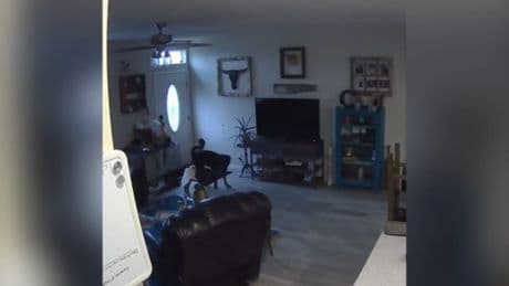 La &#039;humana&#039; reacción de dos perros al romper, mientras juegan, la pared de su casa