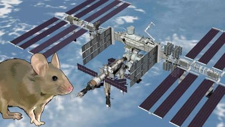 La NASA prueba ratones en la ISS y descubre que el espacio destruye los huesos desde dentro