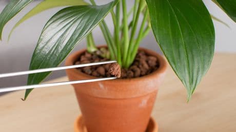 Viele Zimmerpflanzen betroffen: Warum Hydrokultur-Kugeln weiß werden – und wie Sie es verhindern