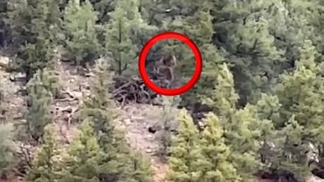 Neue Aufnahmen aus Colorado - Ist das hier wirklich Bigfoot?